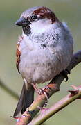 Moineau domestique