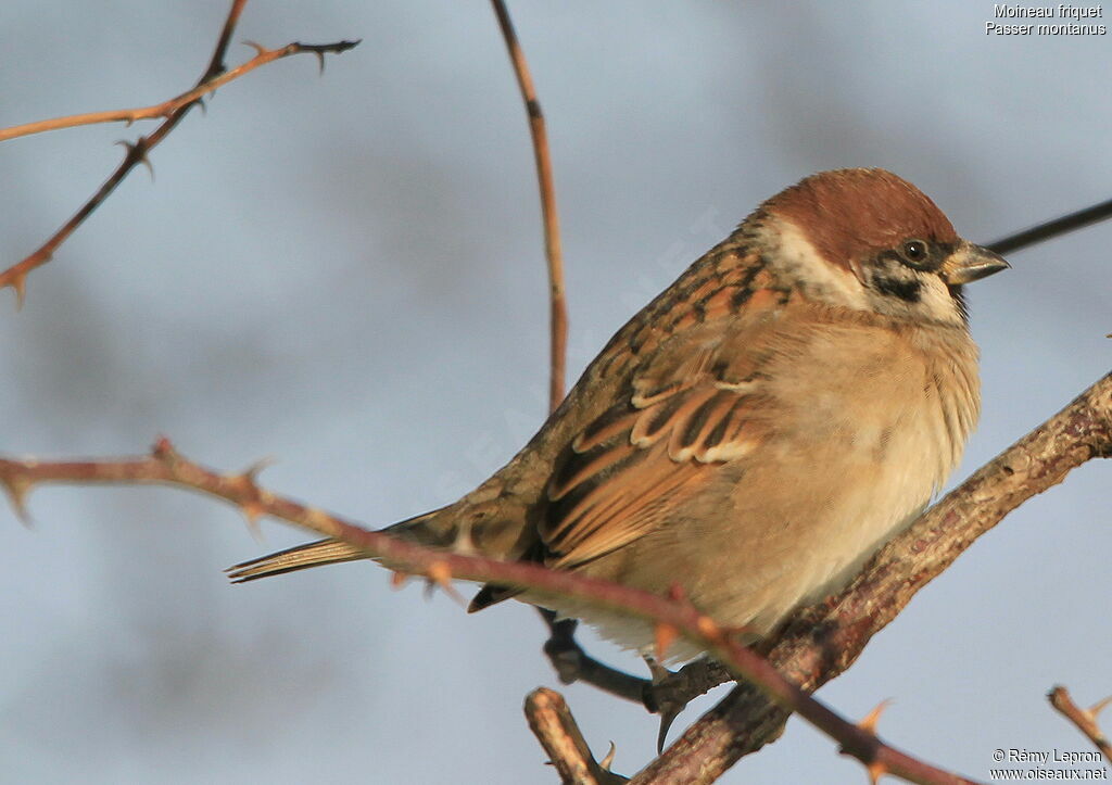 Moineau friquet