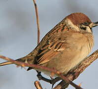 Eurasian Tree Sparrow