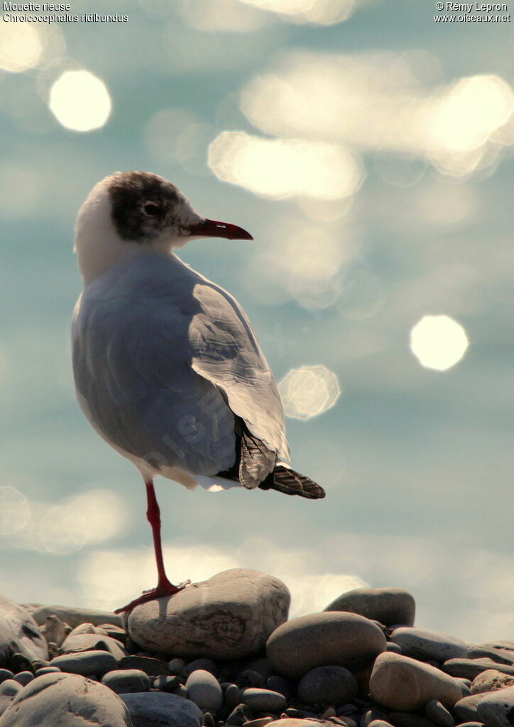 Mouette rieuseadulte internuptial