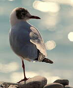 Mouette rieuse