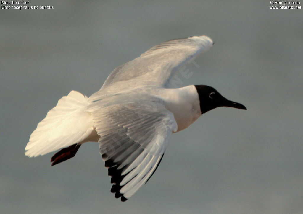 Mouette rieuse