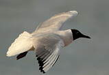 Mouette rieuse