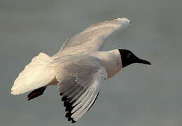 Black-headed Gull