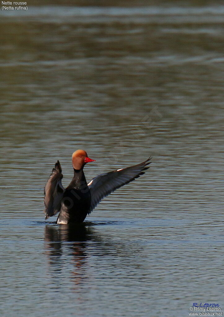 Red-crested Pochard male adult