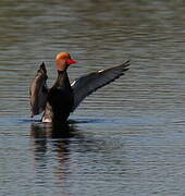 Red-crested Pochard