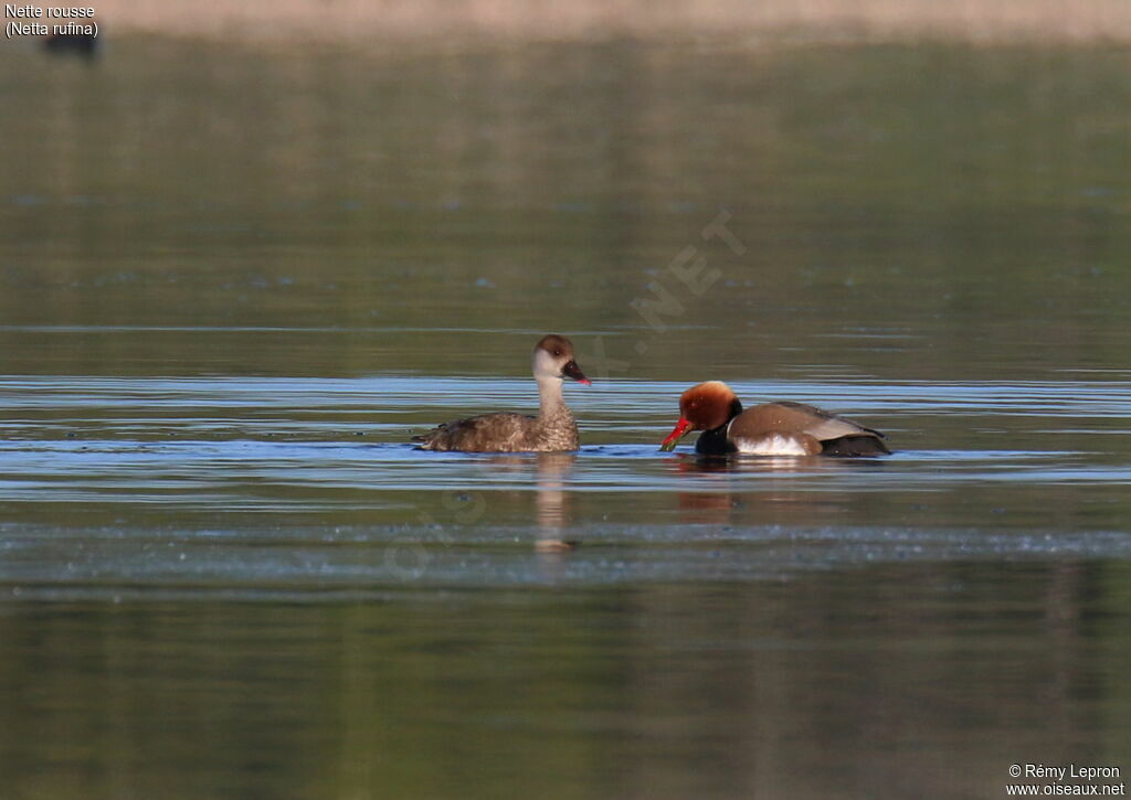 Red-crested Pochard adult