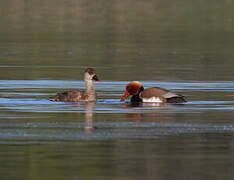 Red-crested Pochard