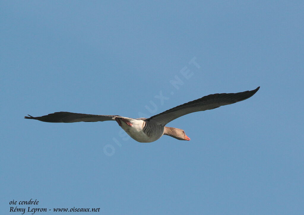 Greylag Goose