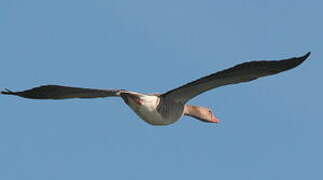 Greylag Goose