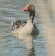 Greylag Goose