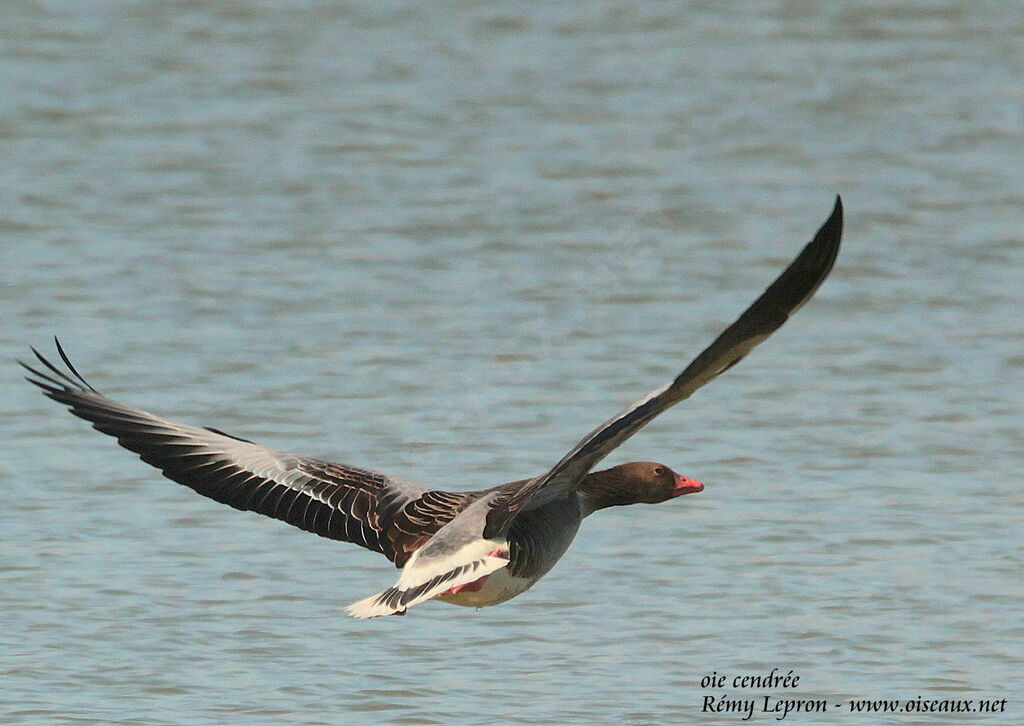 Greylag Goose