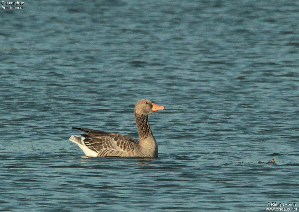 Greylag Goose