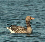 Greylag Goose