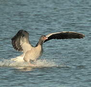 Greylag Goose