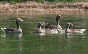 Greylag Goose