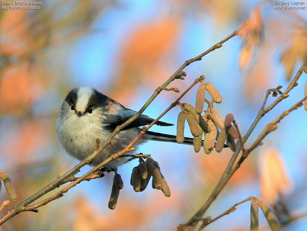 Long-tailed Titadult