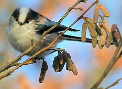 Long-tailed Tit