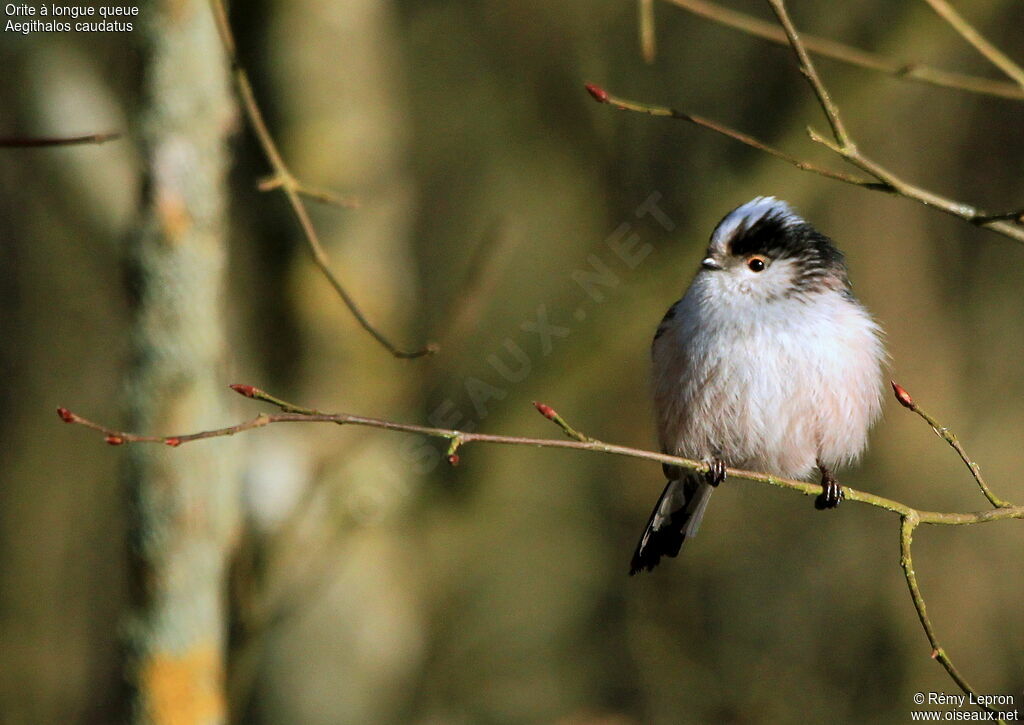 Long-tailed Titadult