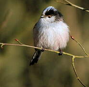 Long-tailed Tit