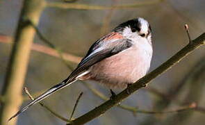 Long-tailed Tit