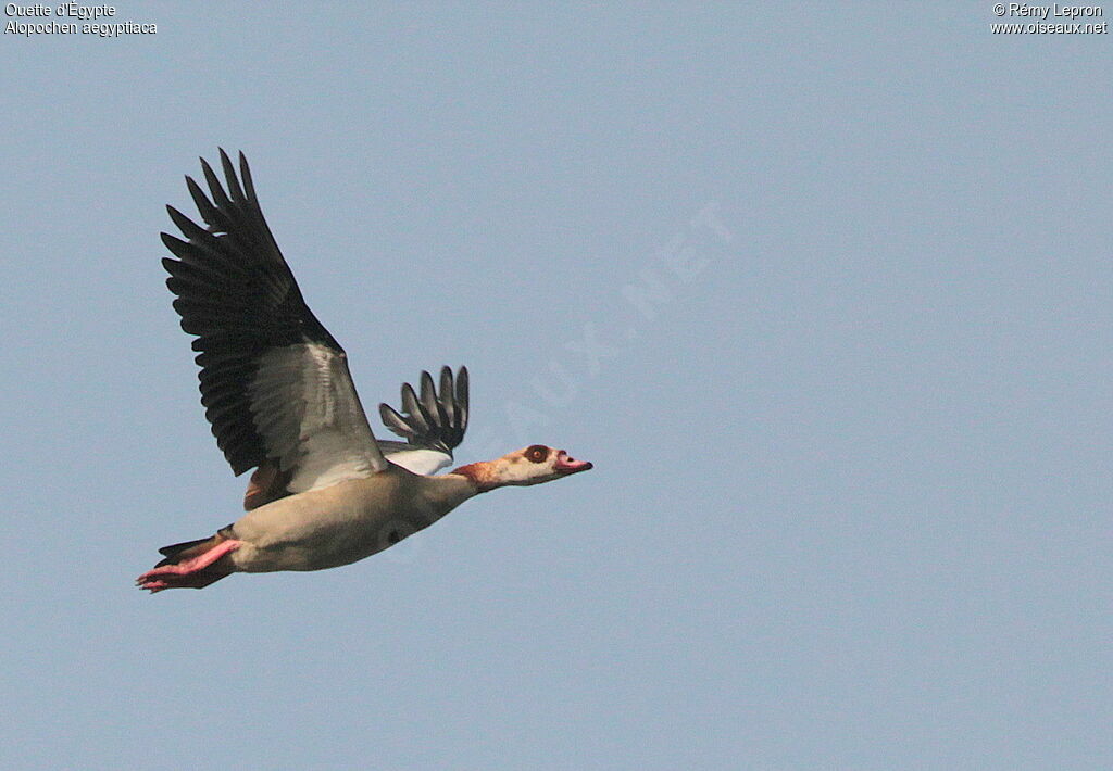 Egyptian Goose male adult