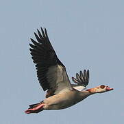 Egyptian Goose