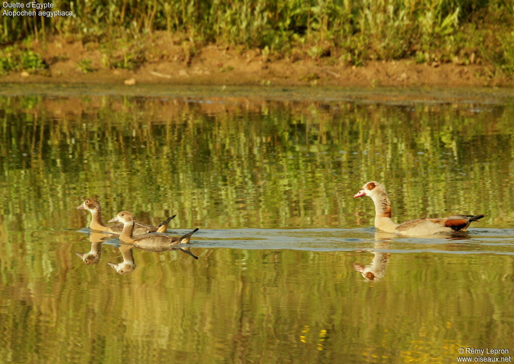 Egyptian Goose female juvenile