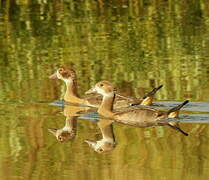 Egyptian Goose