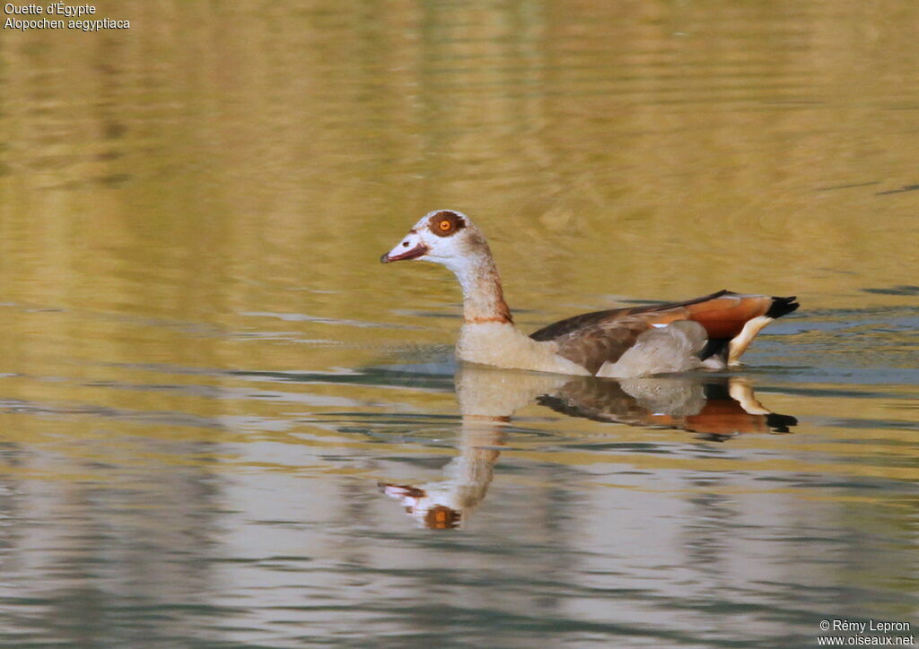 Egyptian Gooseadult