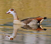 Egyptian Goose