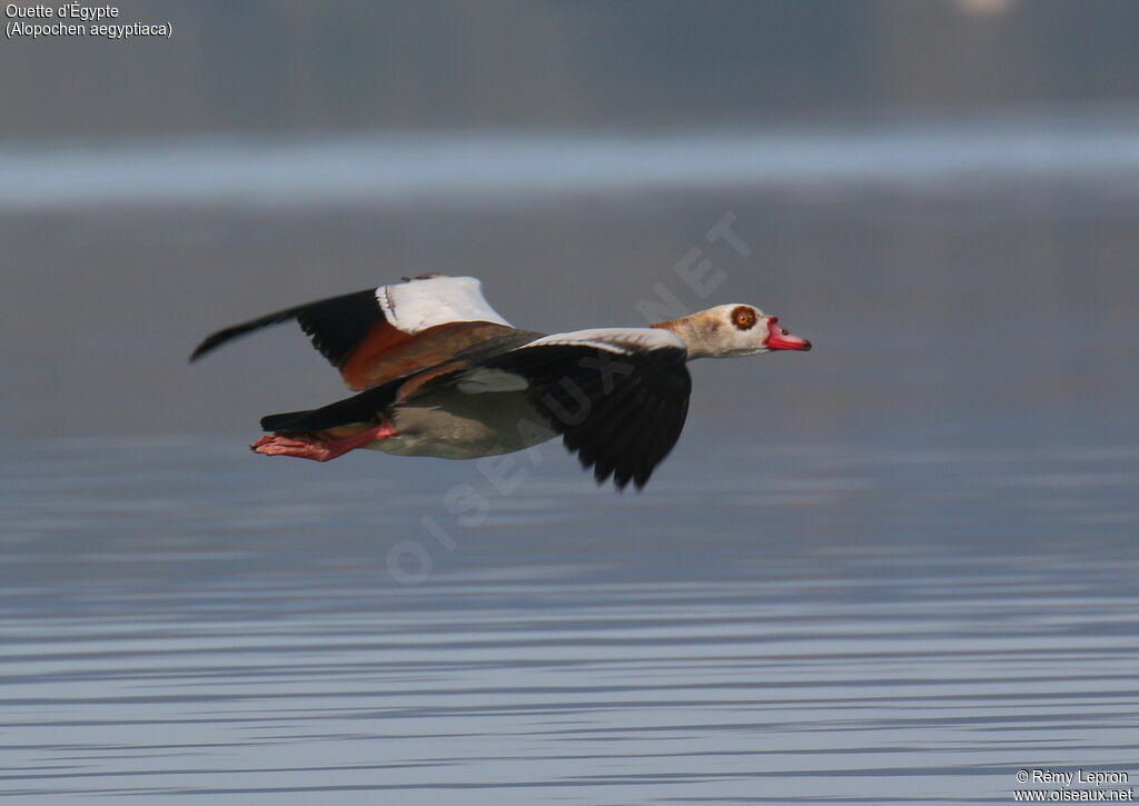 Egyptian Goose