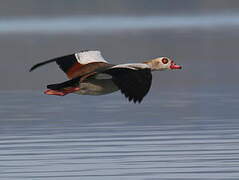 Egyptian Goose