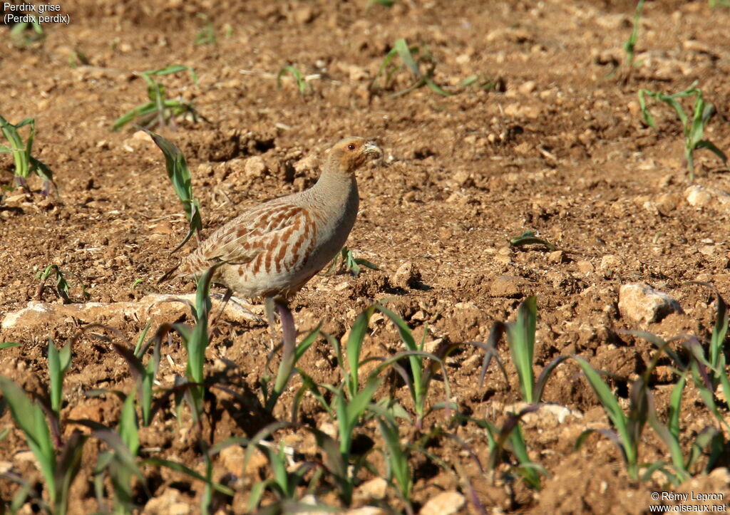 Grey Partridgeadult