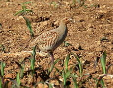 Grey Partridge