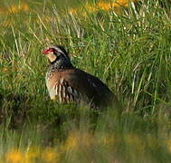 Red-legged Partridge