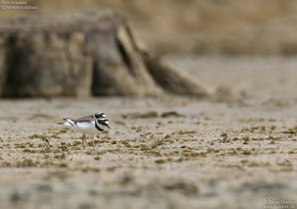 Little Ringed Plover 