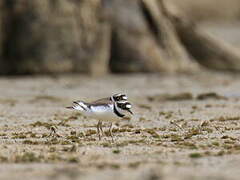 Little Ringed Plover