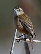 Sedge Warbler