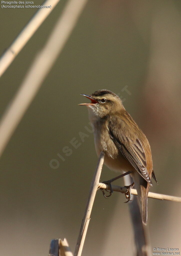 Sedge Warbler male adult, song