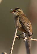 Sedge Warbler