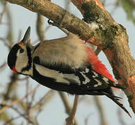 Great Spotted Woodpecker