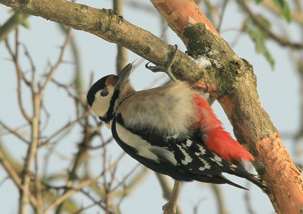 Great Spotted Woodpecker