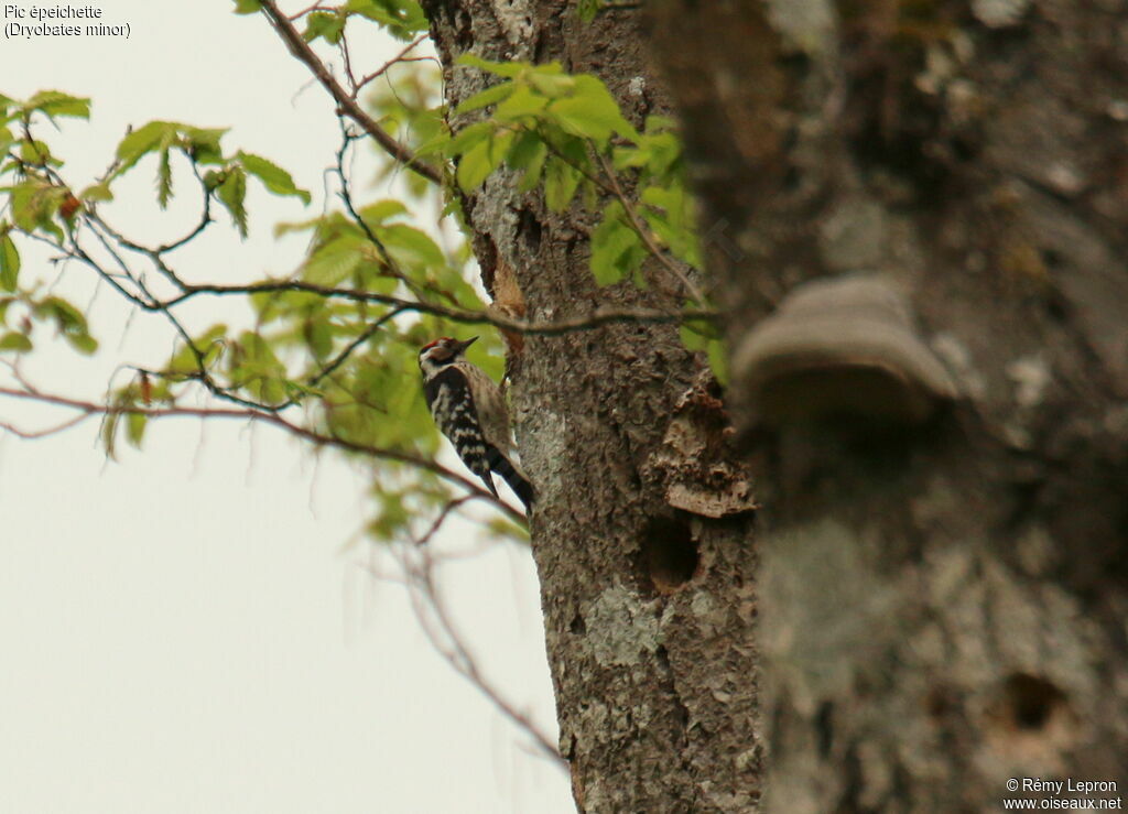 Lesser Spotted Woodpecker male adult