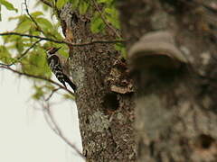 Lesser Spotted Woodpecker