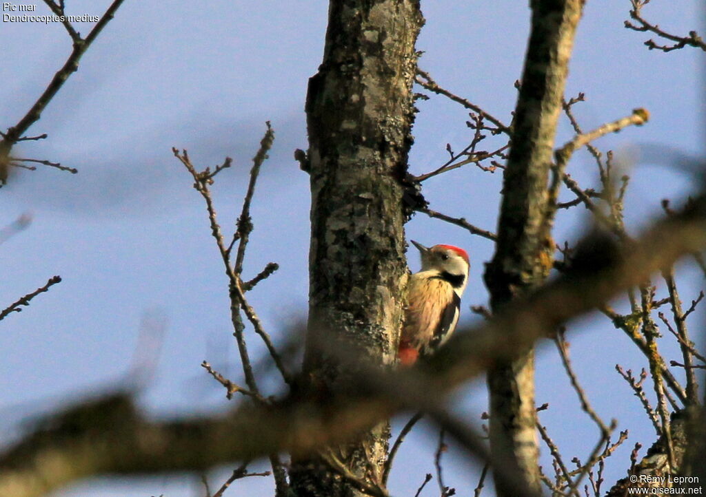 Middle Spotted Woodpecker