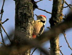 Middle Spotted Woodpecker