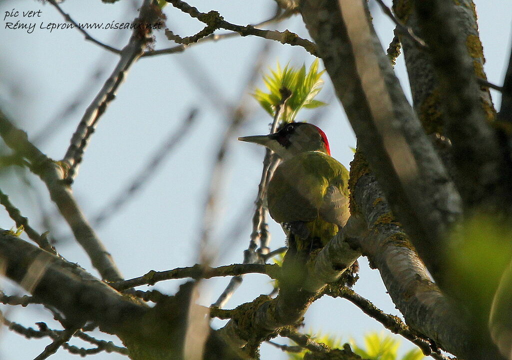 European Green Woodpecker