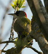 European Green Woodpecker