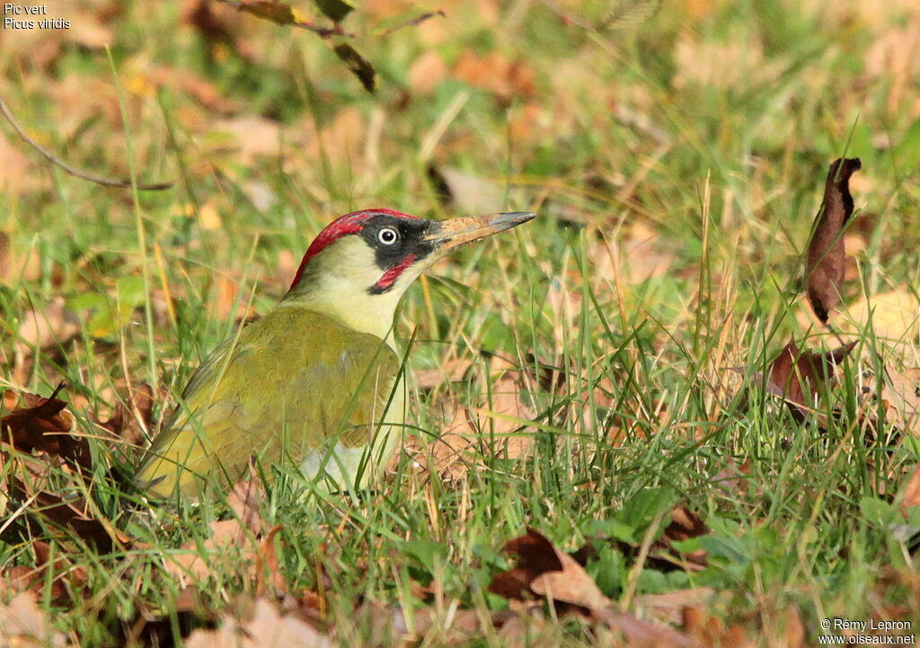 European Green Woodpecker male adult